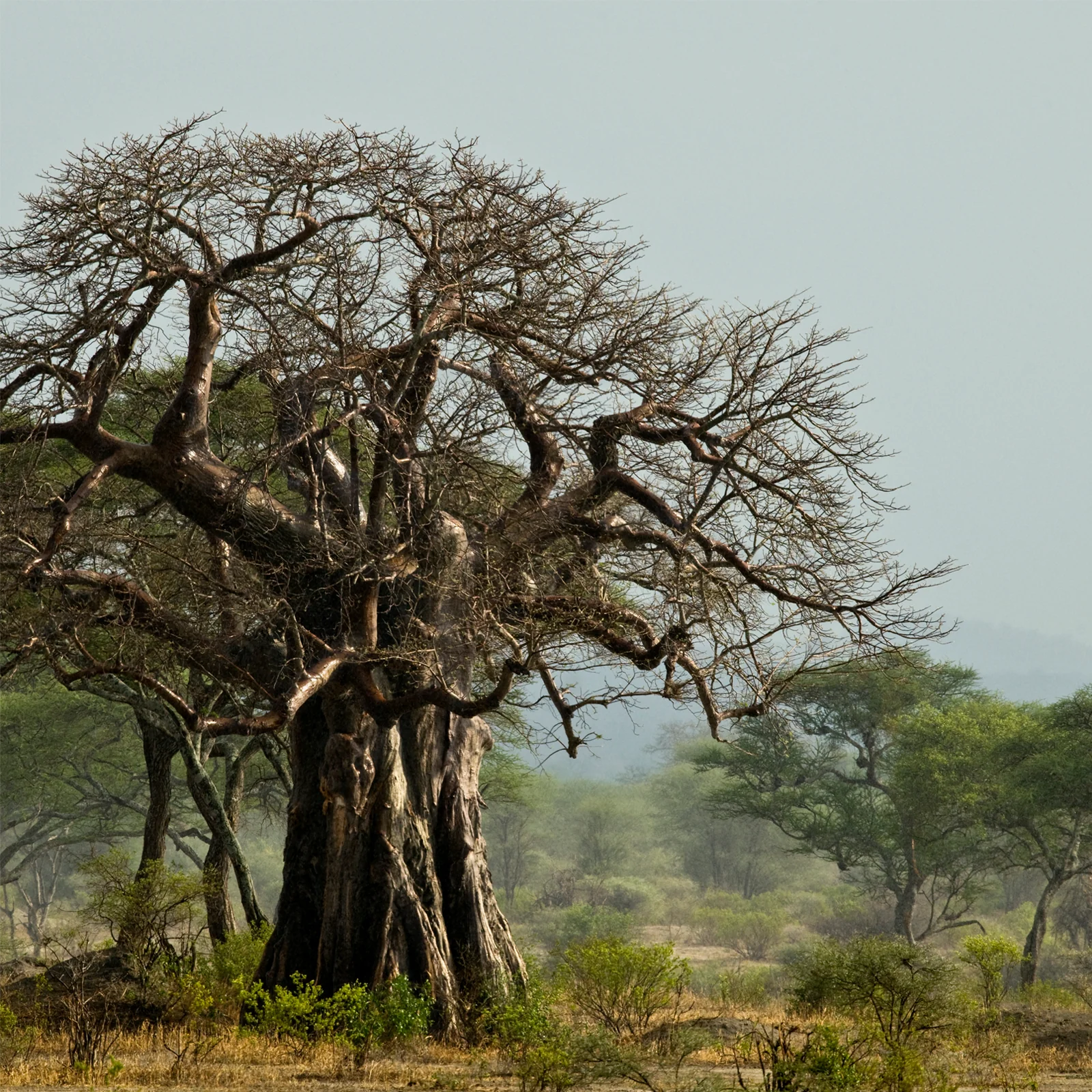 Baobab Pulver Bio (500g) - Image 5