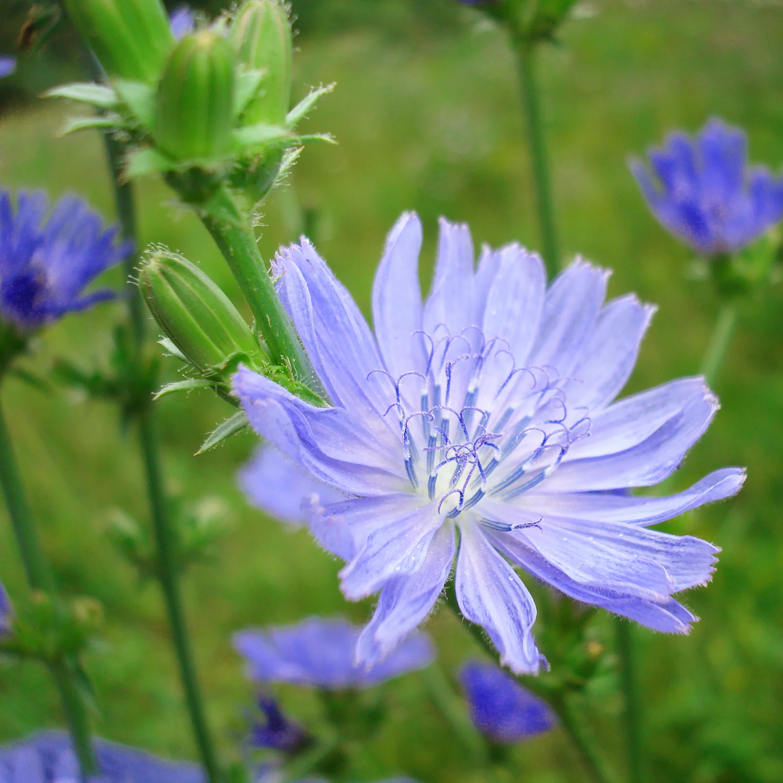 Wegwartenkraut geschnitten Bio (500g) - Image 3