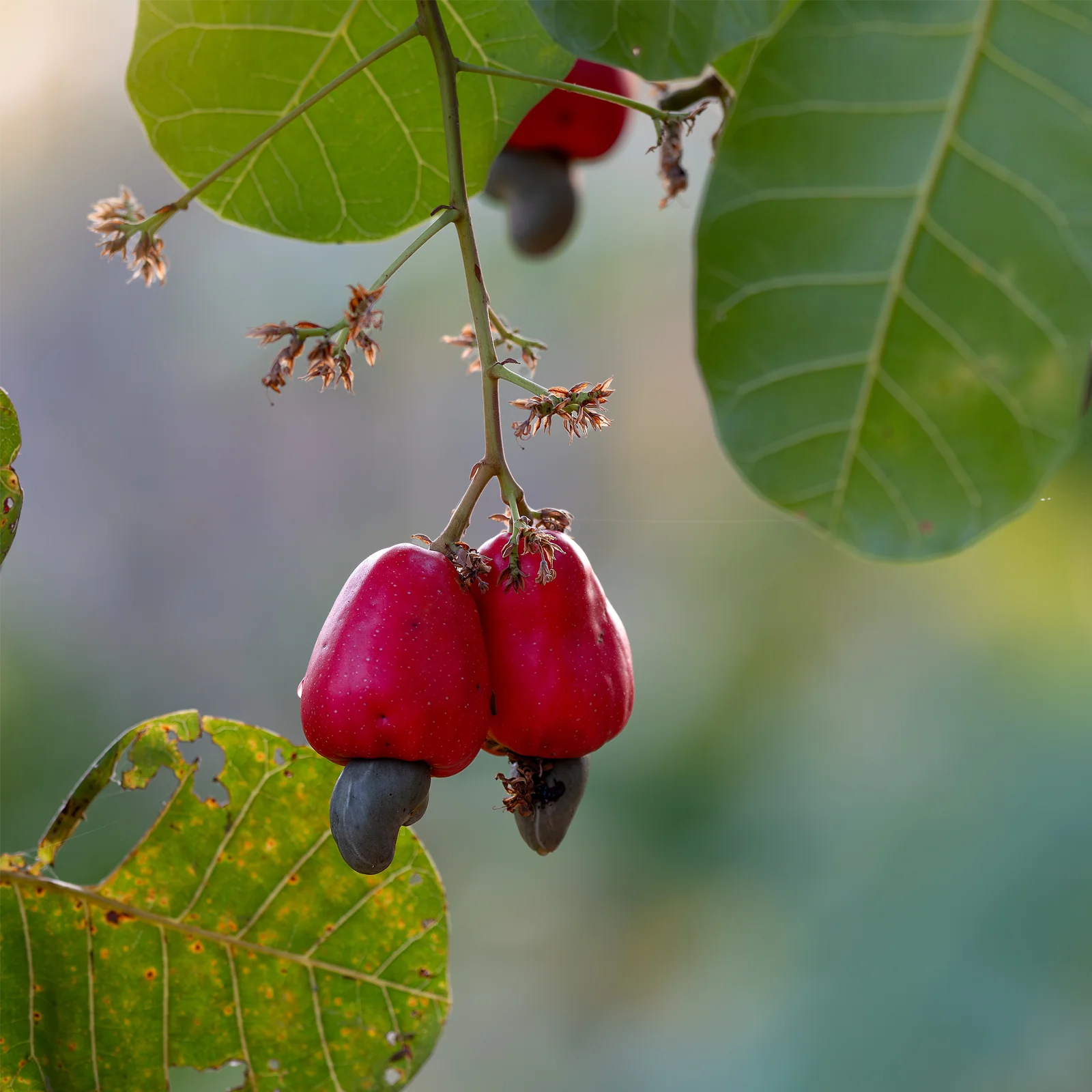 Cashewkerne ganz (250g) - Image 4