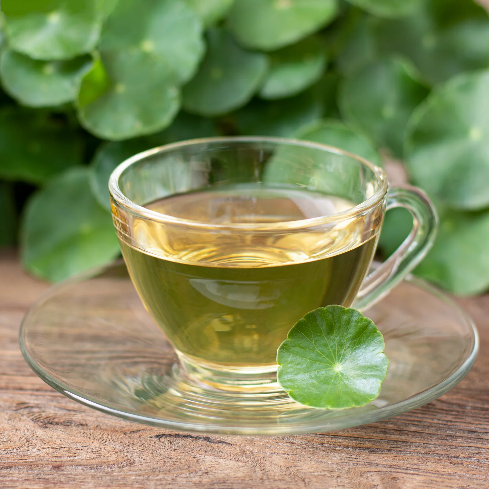 Gotu Kola Wassernabelkraut geschnitten (250g) - Image 3