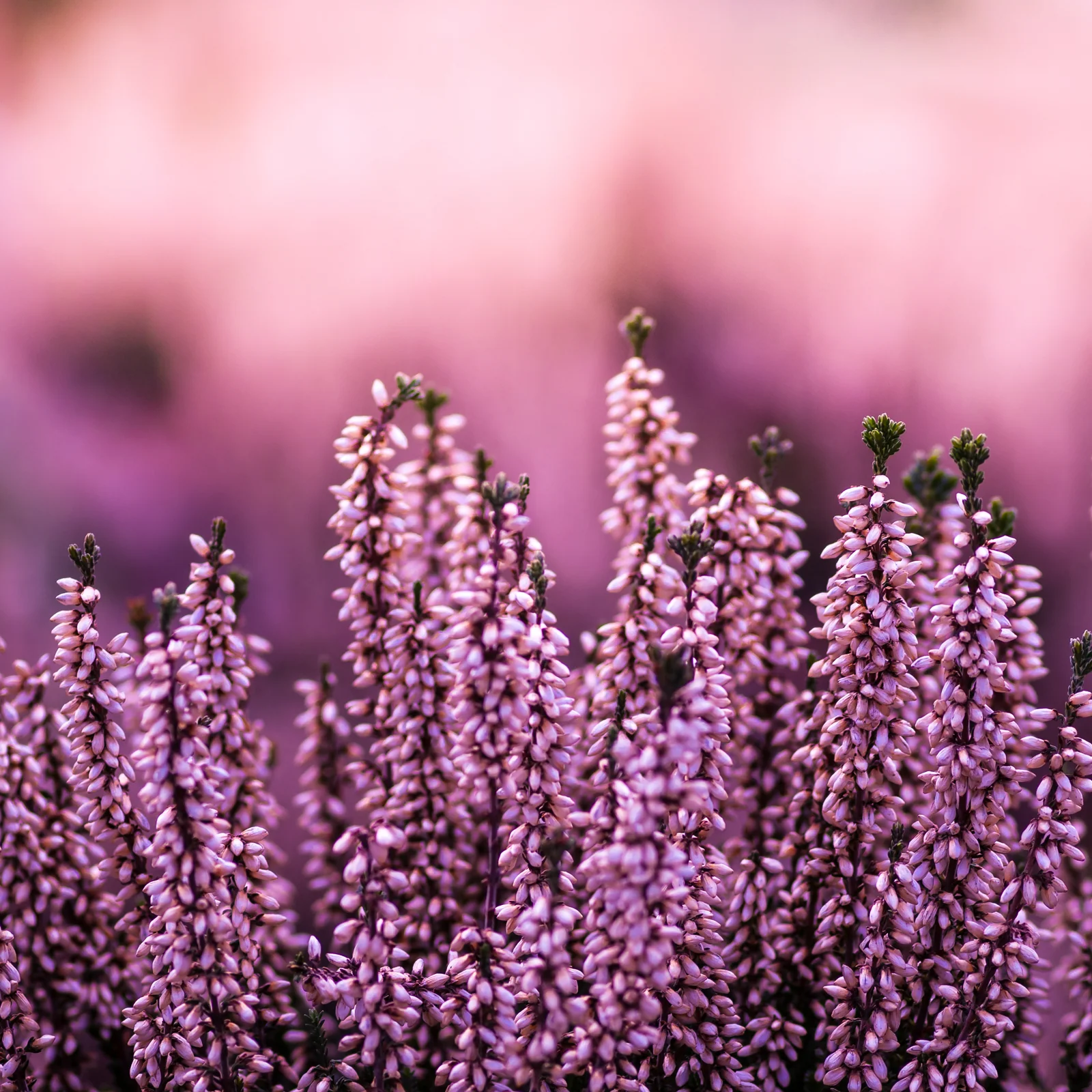 Erikablüten ganz Bio (500g) - Image 3