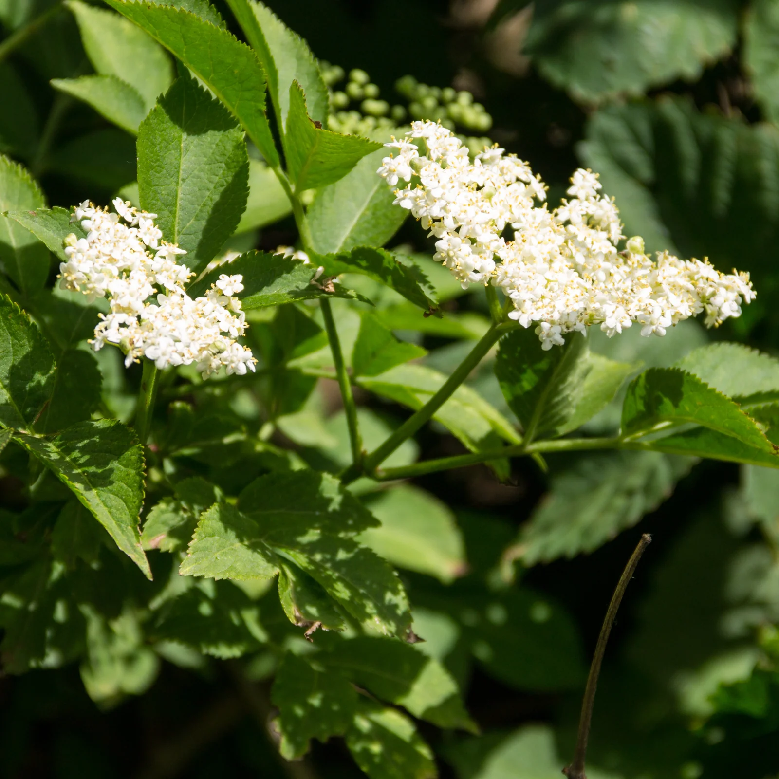 Holunderblüten geschnitten Bio (250g) - Image 6