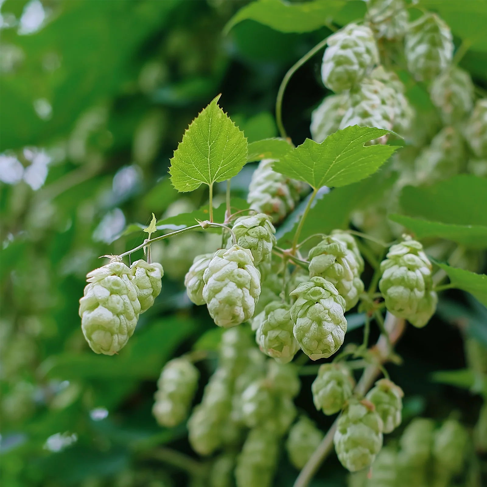 Hopfenblüten geschnitten (250g) - Image 4
