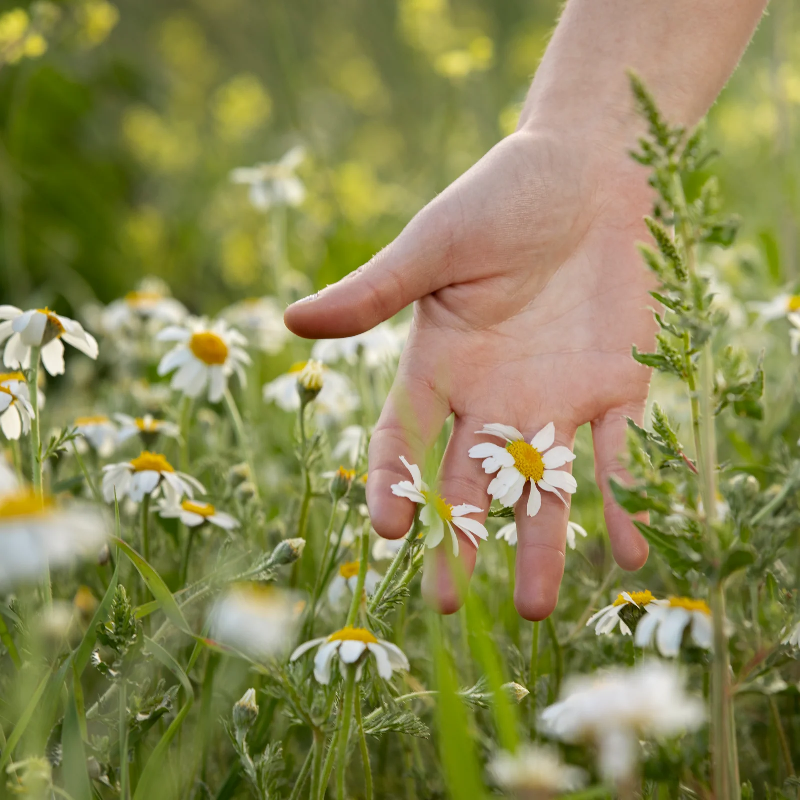 Kamillenblüten ganz (500g) - Image 5