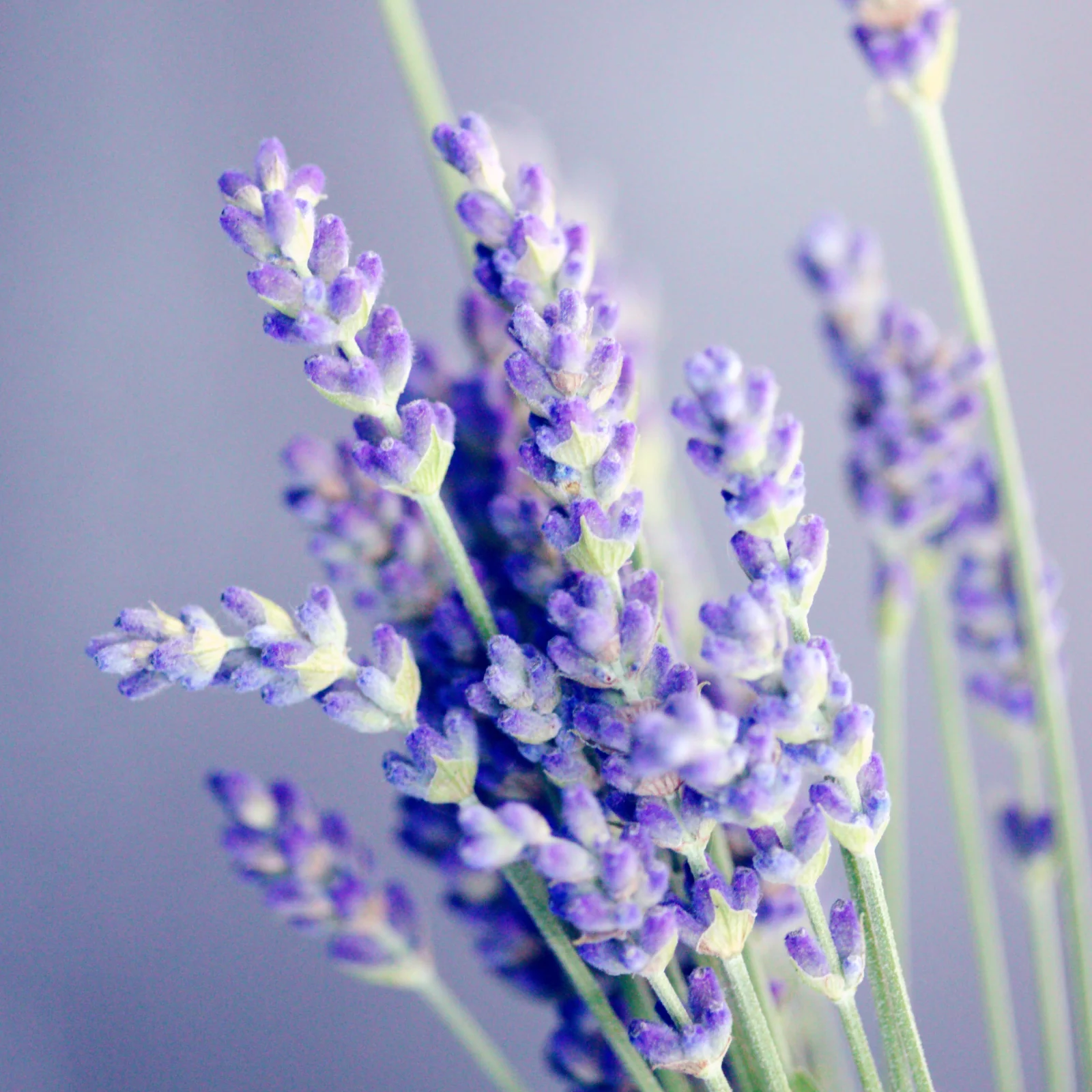 Lavendelblüten ganz Bio (250g) - Image 5