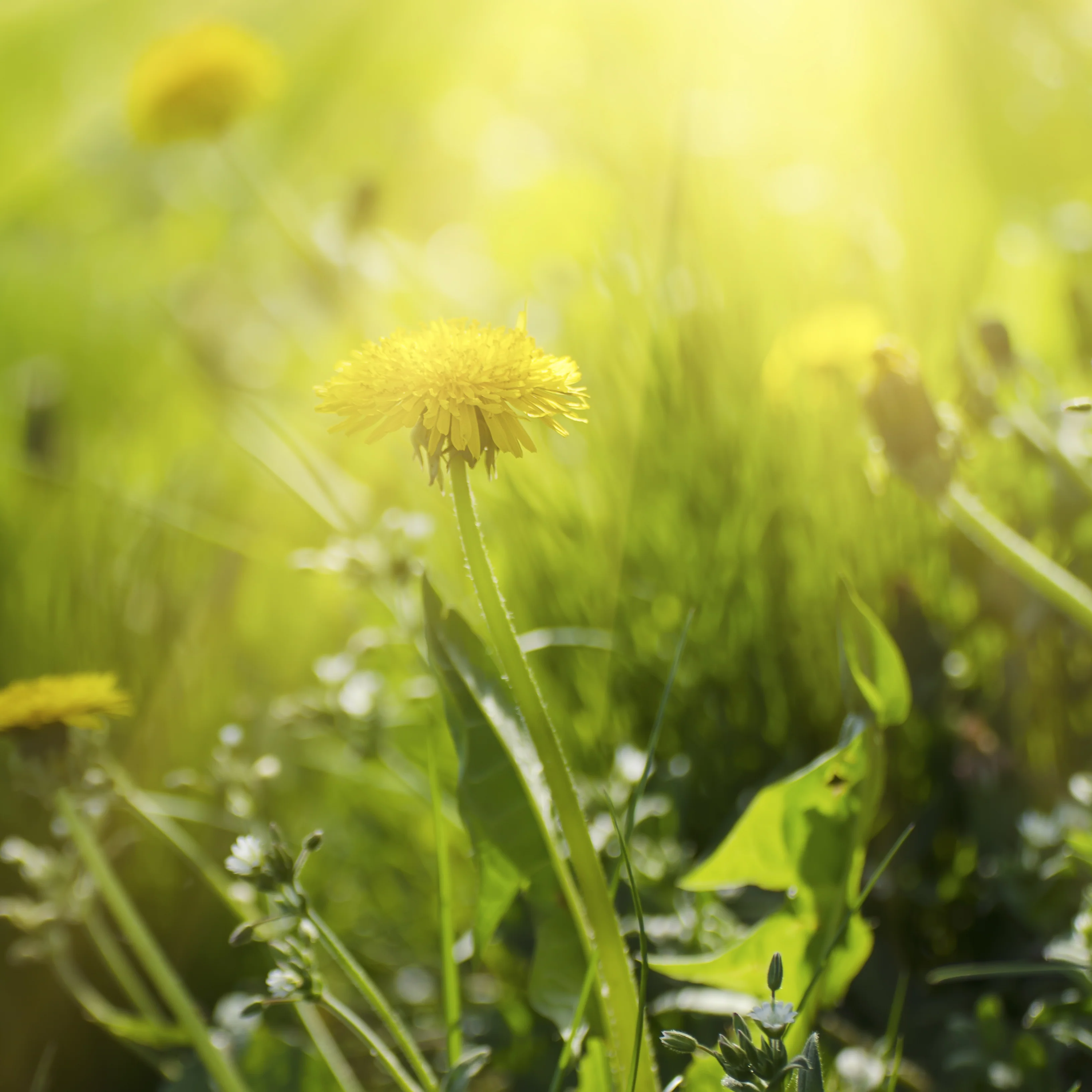 Löwenzahnblätter geschnitten (1000g) - Image 5