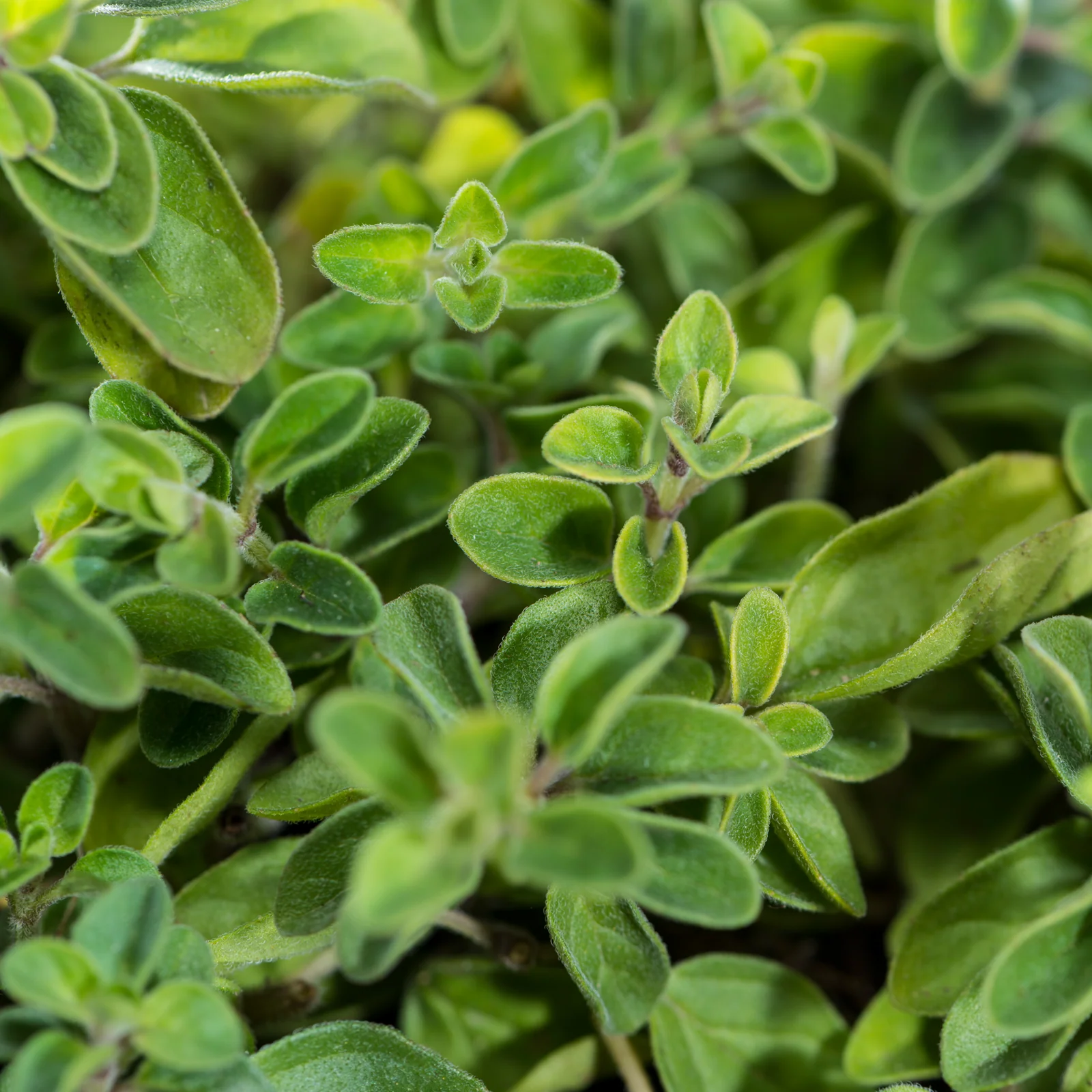 Oregano geschnitten Bio (1000g) - Image 3