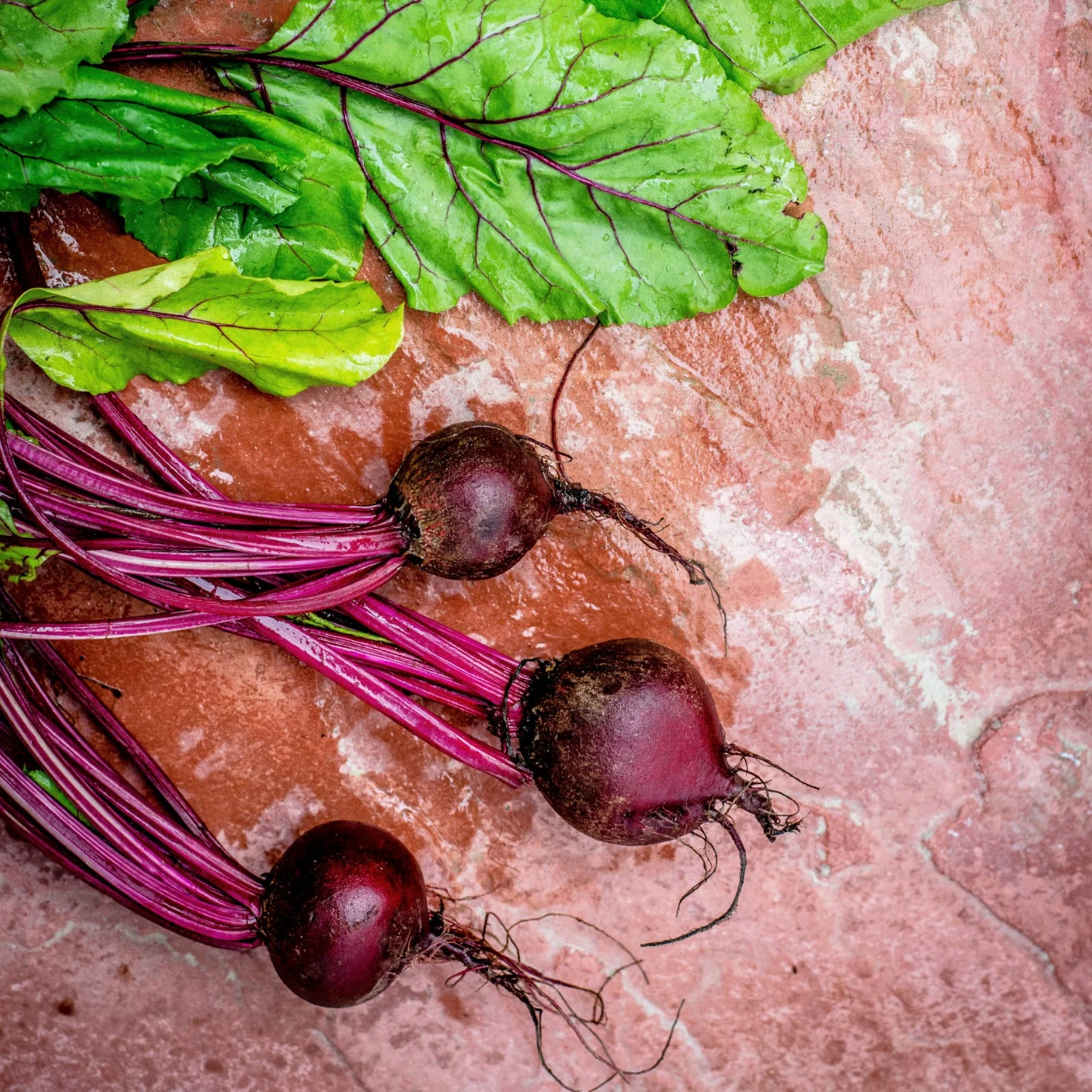 Rote Beete gemahlen (1000g) - Image 5