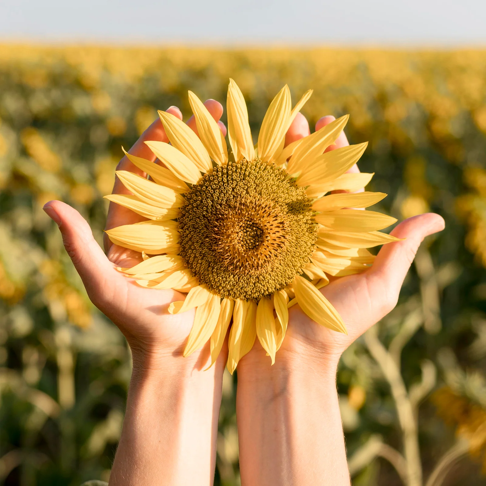 Sonnenblumenkerne geschält (500g) - Image 5
