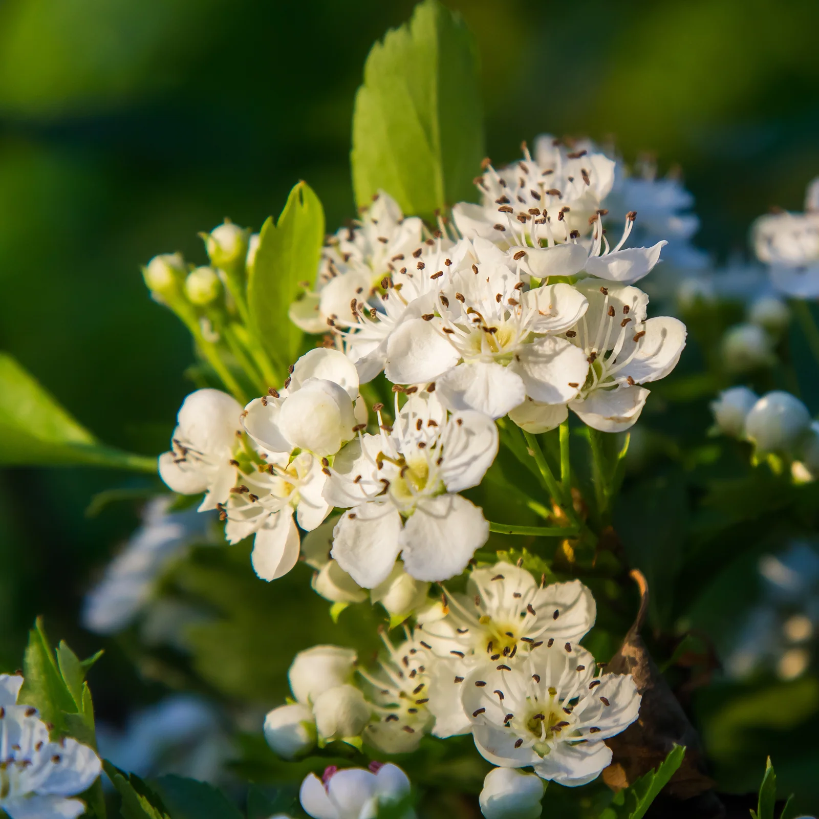Weißdornblätter mit Blüten geschnitten (100g) - Image 3